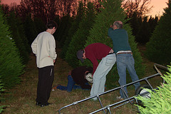 tree farm